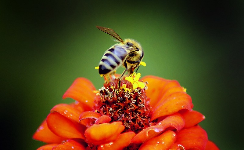 Пчелы вскрикивают от удивления