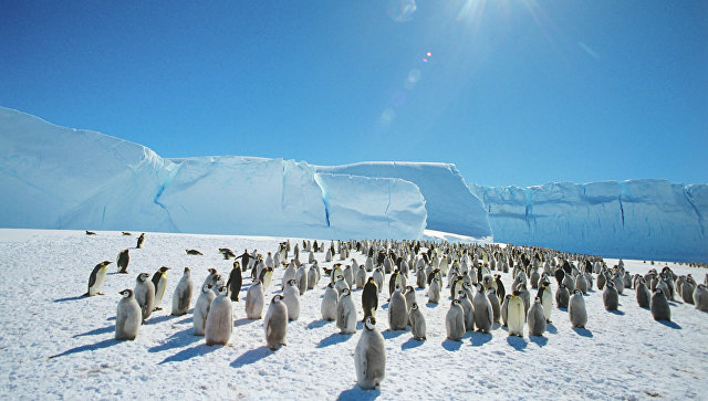 Крупнейший морской заповедник создадут в Антарктике