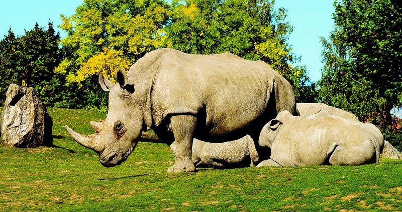 Пять поразительных фактов о носорогах
