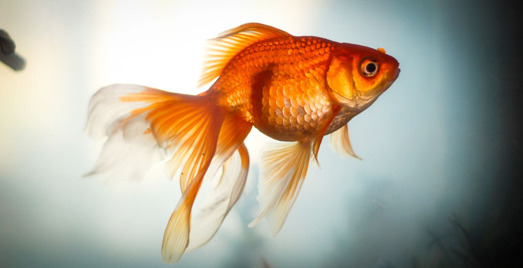 Экосистеме Канады угрожают золотые рыбки