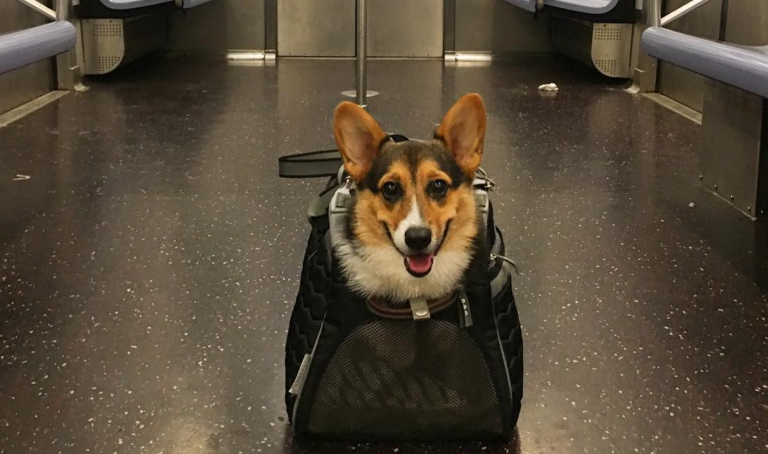Собакам Нью-Йорка нравится ездить в метро