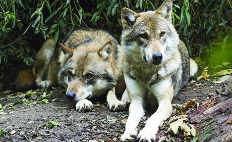 В лесах Тамбовской области осталось два волка
