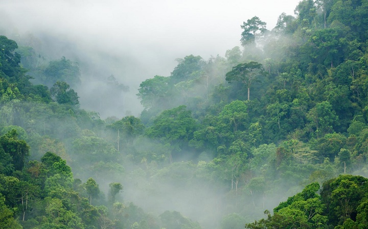 Тропические леса ускоряют рост