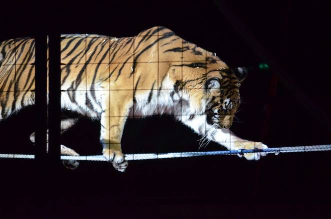Италия запретила показ животных в цирке