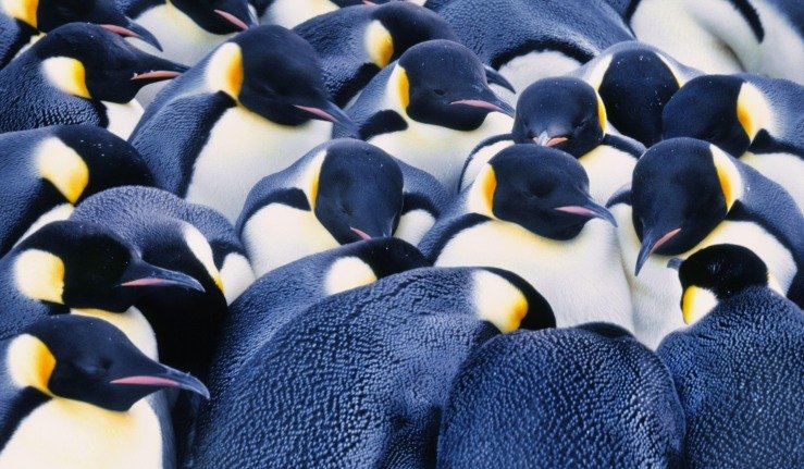 Императорские пингвины могут просто исчезнуть