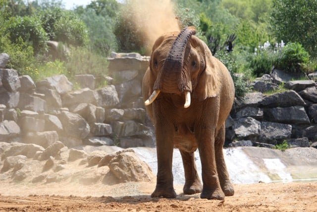 Великобритания вводит запрет на содержание слонов в зоопарках