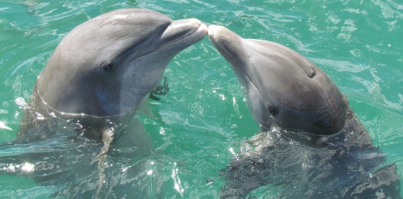 Дельфинарий закрылся из-за отсутствия посетителей
