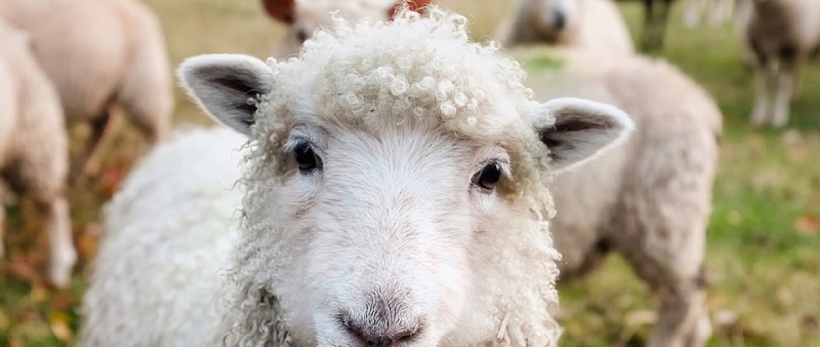 Овцы умеют различать людей