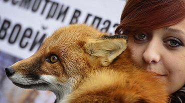 Зоозащитники продолжают акцию «Животные – не одежда!»
