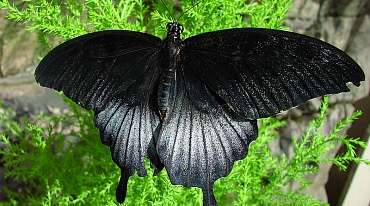 Черные крылья бабочки подсказали модель солнечной батареи