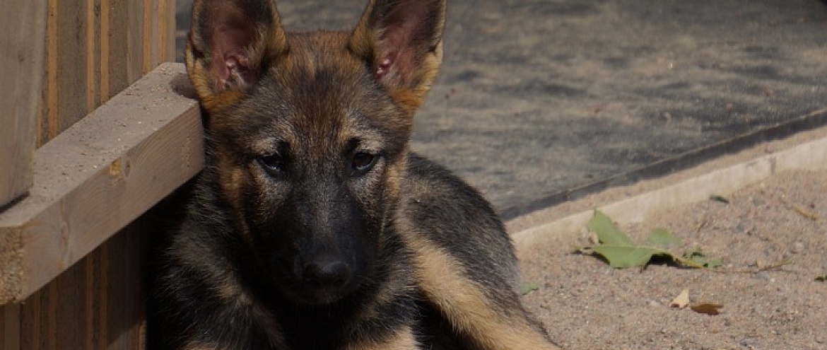 В Китае клонировали Хуахуаньмы – лучшую полицейскую собаку