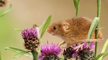 В Англии запретят использование клеевых ловушек для ловли мышей и крыс