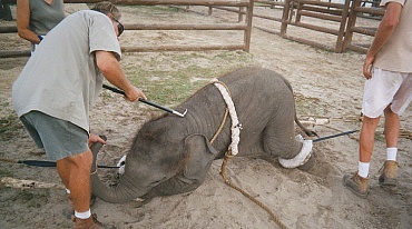 Шотландия запретила циркам использовать животных