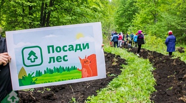 Проект «Посади лес» приглашает российские компании погасить свой углеродный след 