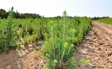 В Татарстане восстановили больше лесов, чем вырубили