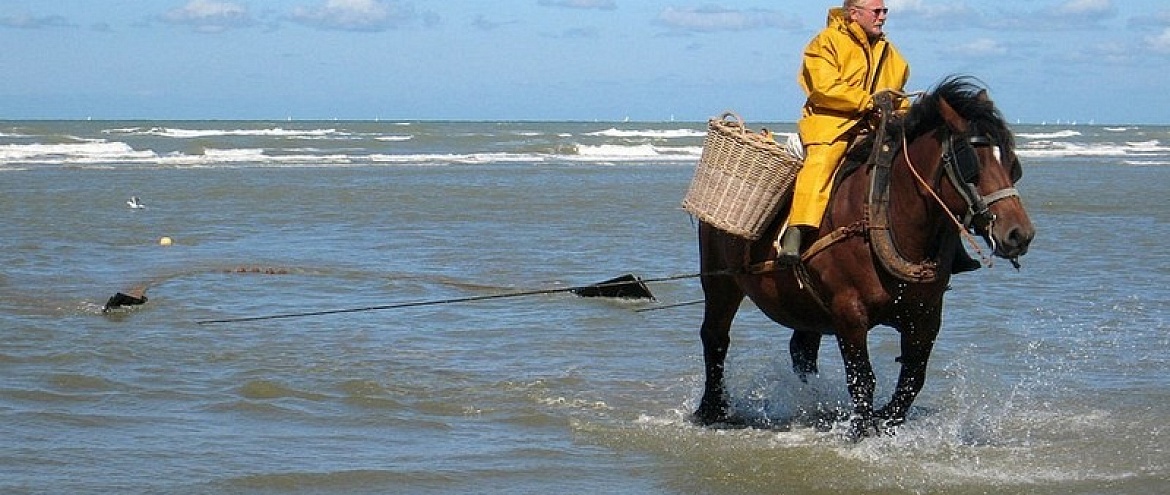 Рыбаки ловят креветок на лошадях