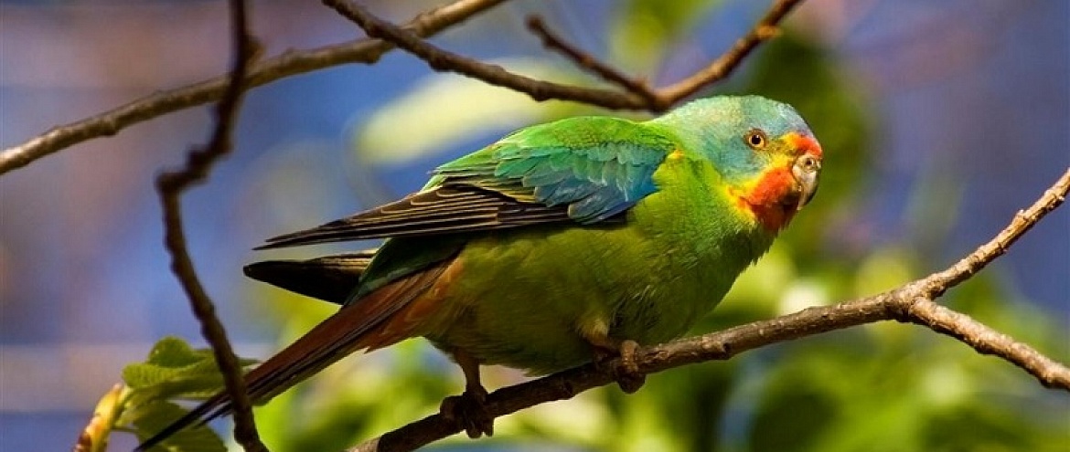 Ученые построили домики редким попугаям