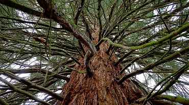 В долине Йосемити живут гигантские деревья