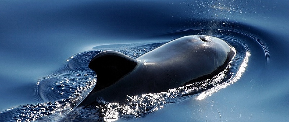 Гренландские киты виртуозно поют