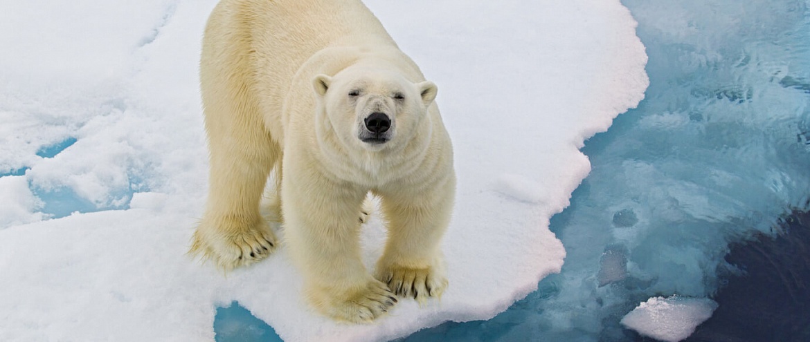 В Арктике зарегистрирован новый температурный рекорд