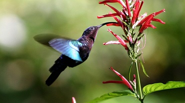 Колибри называют «летающей драгоценностью»