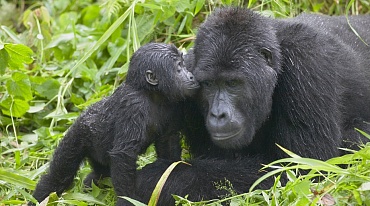Экологи обеспокоены судьбой горилл