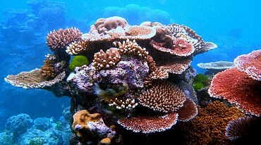 Кораллы погибают от жары