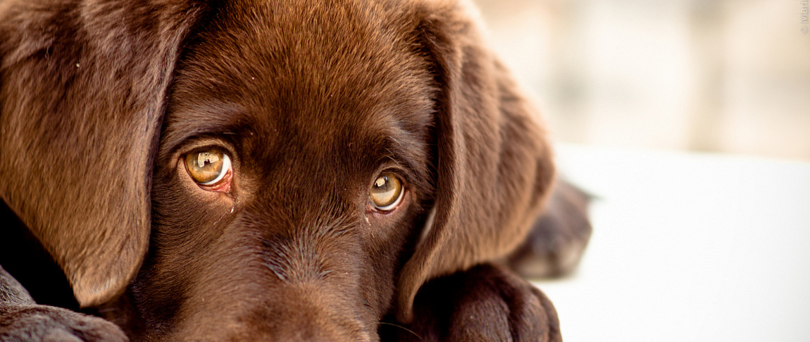 В США у собак обнаружили таинственное респираторное заболевание