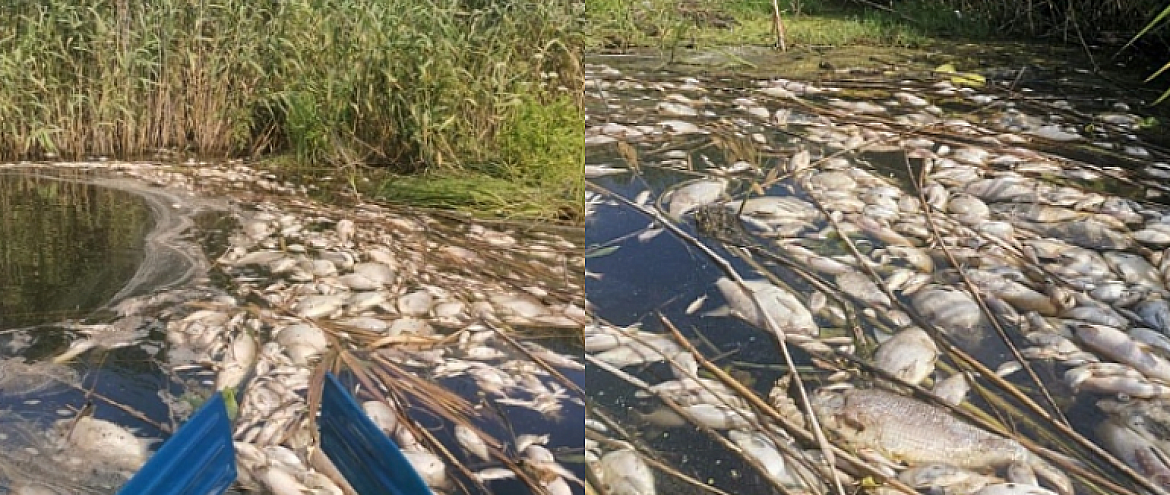 Росприроднадзор исследует массовую гибель рыбы на реке Токай