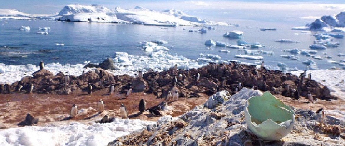 Пингвины реагируют на изменения климата