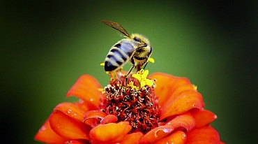 Пчелы вскрикивают от удивления