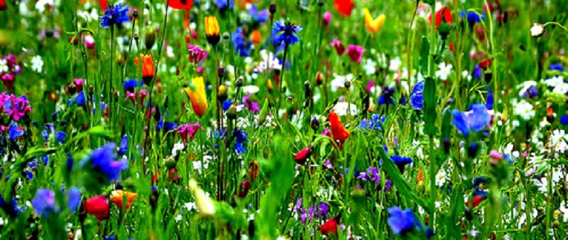 В Лондоне высадят 9 миллионов полевых цветов