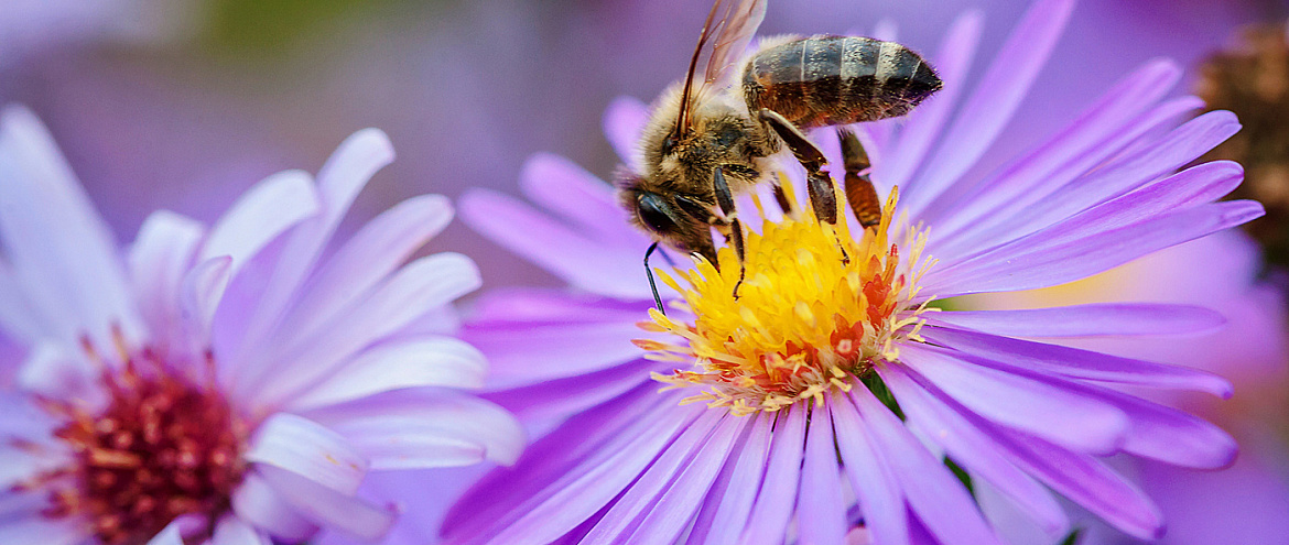 Агрохимикаты искажают электрическое поле вокруг цветов и негативно влияют на пчел