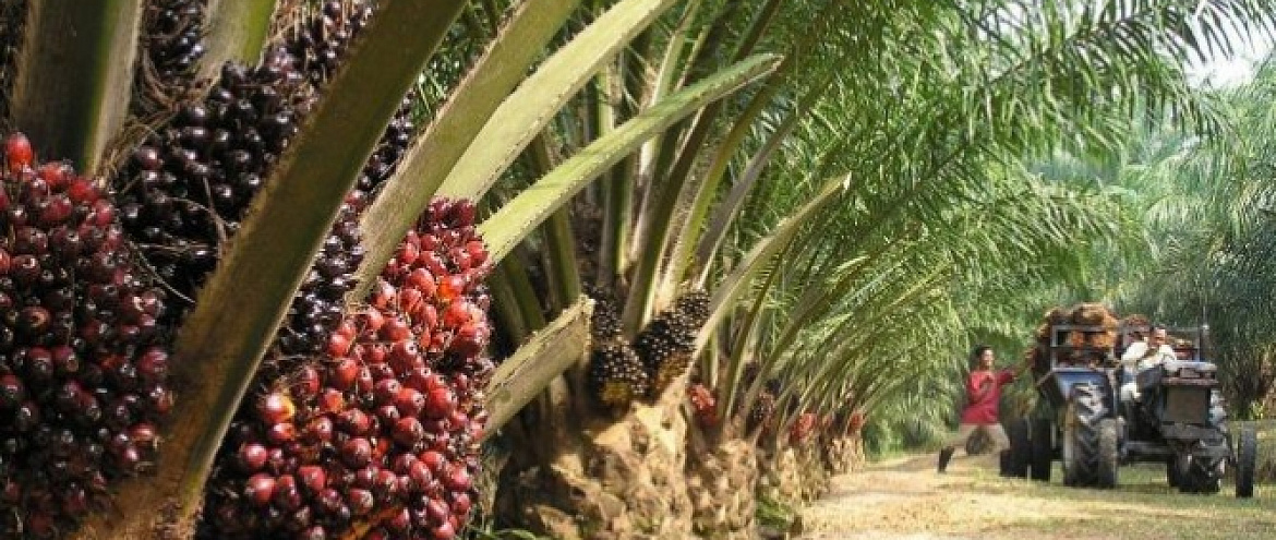 Посадка масличных пальм приведет к вымиранию 25% редких животных Африки
