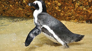 «Ловушка» для пингвинов