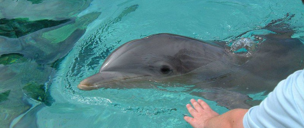 Техасская организация NOAA будет штрафовать тех, кто кормит и гладит дельфинов