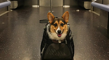 Собакам Нью-Йорка нравится ездить в метро