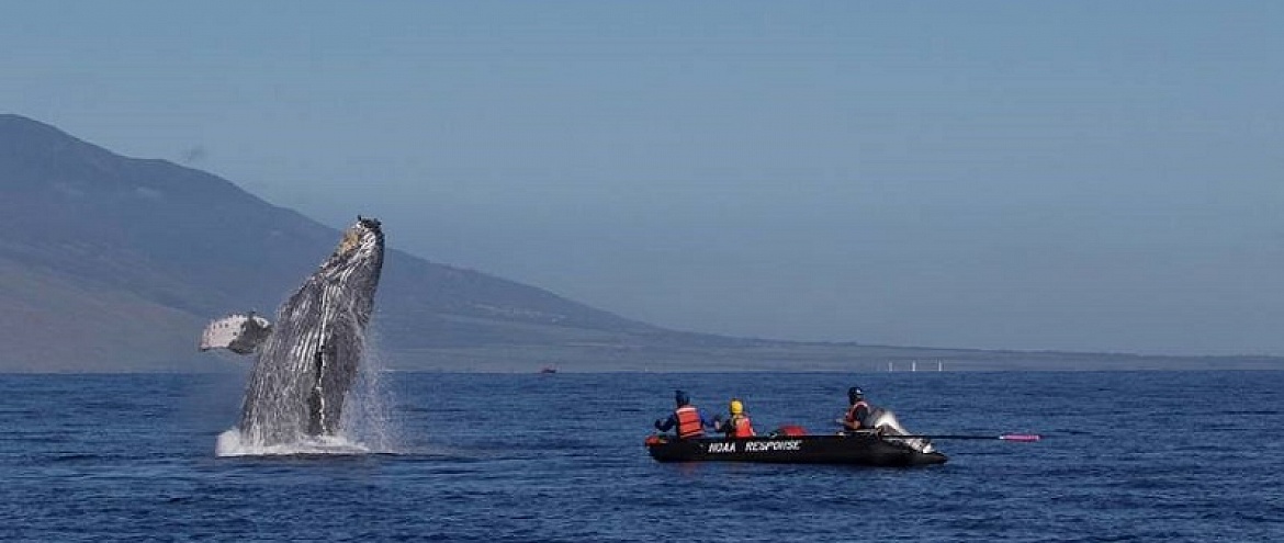 Дроны помогают спасать китов от сетей