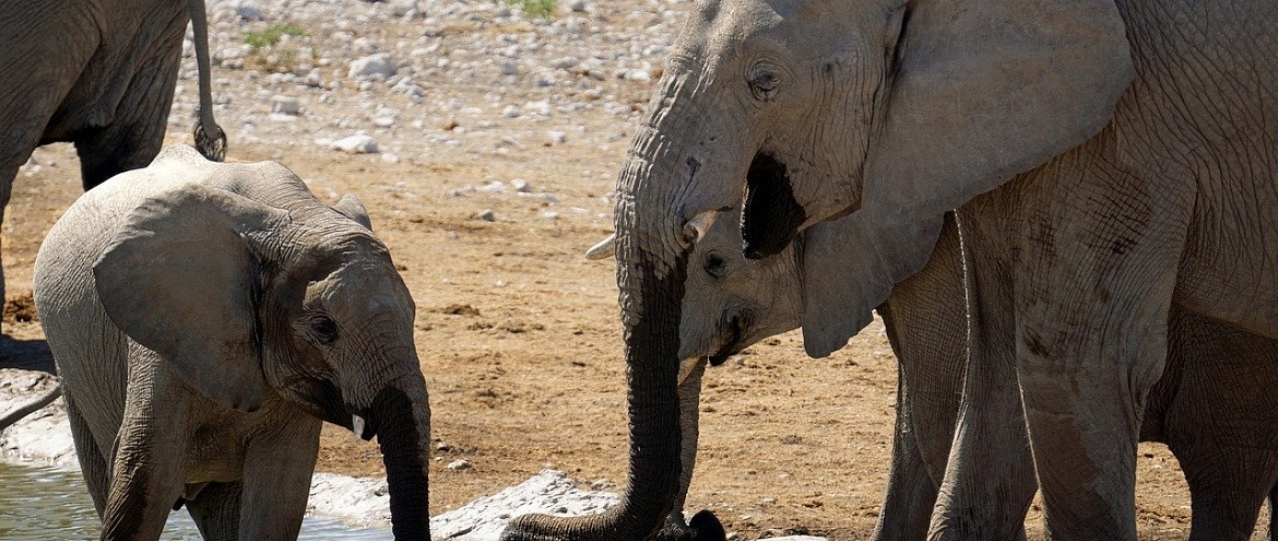 Нефтяное месторождение угрожает слонам в Африке