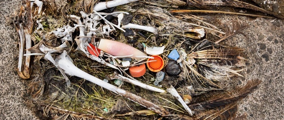 К 2050 году пластик найдут в желудках 99% птиц