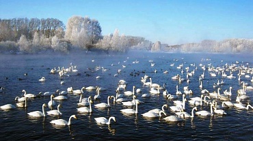 Уникальное озеро Алтая назвали Лебединым