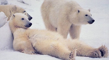 Россия и Норвегия сохраняют белого медведя в Арктике
