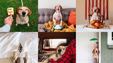 11 лучших фотоблогов с животными в Instagram