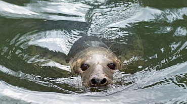Дагестанские тюлени будут сохранены на Каспии