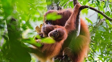 В Индонезии продолжается уничтожение лесов
