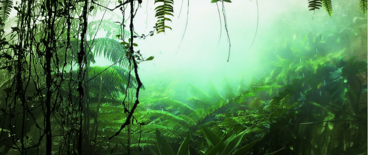 Скорость исчезновения тропических лесов возрастает 