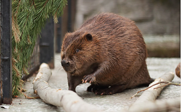 В зоопарке Петербурга животных проверят на микропластик 