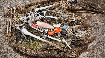К 2050 году пластик найдут в желудках 99% птиц