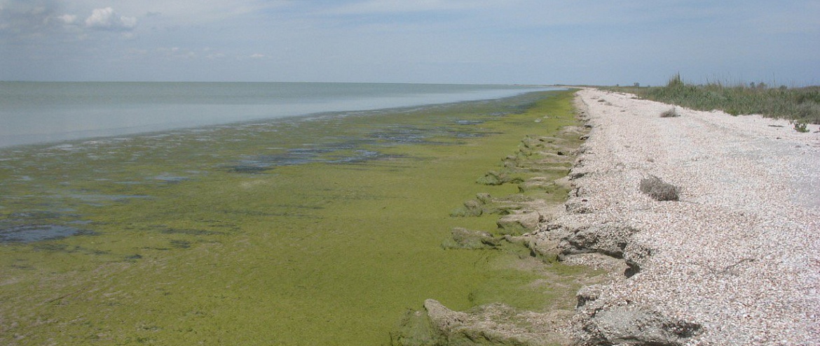 Экологи оценили эффект закрытия Северо-Крымского канала