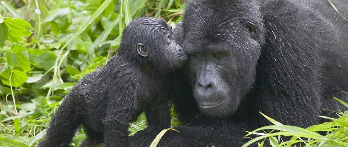 Экологи обеспокоены судьбой горилл